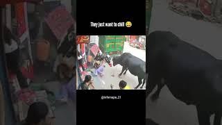Chill kar rahe the bas #shorts #ytshorts #youtubeshorts