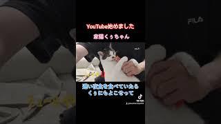 #くぅちゃんクッキング#炊飯器#簡単#猫ご飯#手作り猫ご飯#野良猫#猫#保護猫#ペット#犬#らーめん#ねこ屋食堂#味噌ラーメン#喜多方ラーメン#炒飯#チャーシュー#餃子#カシスオレンジ#みれい