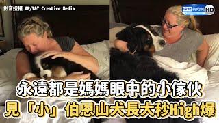 永遠都是媽媽眼中的小傢伙　見「小」伯恩山犬長大秒high爆｜Dog grow up｜From Puppy to Dog