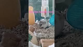 kijk mijn hamster mimi