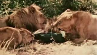 Lions Eat a Man