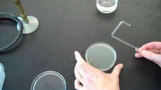 How to plate bacteria