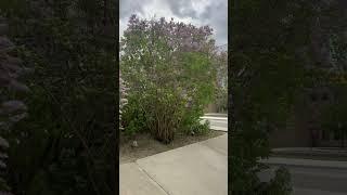 Calgary weather //wind/summer/