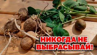 КАК УДАЛИТЬ ПАПИЛЛОМЫ БОРОДАВКИ ГЕРПЕС НАРОДНЫМИ СРЕДСТВАМИ В ДОМАШНИХ УСЛОВИЯХ @obovsemsmarusya