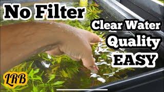 How To | No Filter Aquarium Replant and Dealing with Excess Mulm Detritus