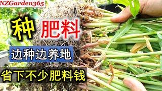 【种菜】“肥料” 可以种出来 | 这样种菜太省肥料 |多余的，陈年的种子别再放着了，都能利用上