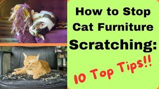 Stopping Cat Furniture Scratching: 10 Top Tips! #cat #petcare #catlovers