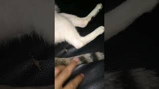 I tried touch to the cat's tail, poor cat #music #shortsvideo #poorcat #cat #catlover #catvideos