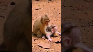 Lovely Newborn Baby Monkey [Leo's Story] #monkey #babymonkey #monkeylove #monkeylife #cute #cutebaby