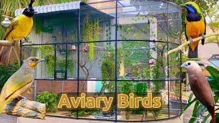 Kiểu Mẫu Aviary - Chuồng nuôi chim cảnh nhiều loài chim đẹp & Thiết Kế sáng tạo || Đạt Bird TV