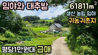 (매물번호13763) 평당1만원대 보은부동산 61811㎡(18697) 보은땅 보은토지매매매물 청주부동산 청주토지 시골땅 촌땅 주말농장 귀농귀촌 전원주택지 집터 대전부동산 대전토지