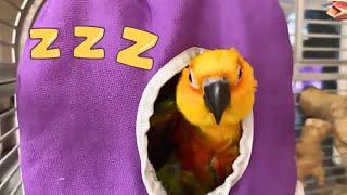 Cuteness Overload: Our Jenday Conure Bird, Gets Snuggly for some Bedtime Bliss!