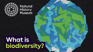 What is biodiversity? | Natural History Museum