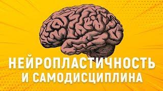 ИЗМЕНИ СВОЙ МОЗГ. Нейропластичность и сила воли