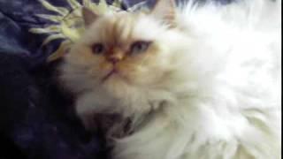 Suger the cat-2