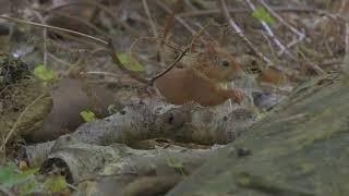 Red Squirrels