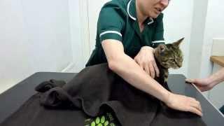 How to restrain your cat safely