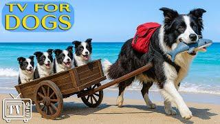 All-Day Soothe Dogs Anxiety | Best Fun & Relaxing Dog TV: Music for Dogs to Prevent Boredom & Stress