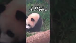 세상에  후이바오, 이름 불리자 깜짝 놀람ㅋㅋ  #루이바오 #후이바오 #푸바오