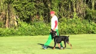 Dog Training -  Competitive Focused Heeling with Ivan Balabanov