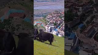Tibet Travel Guide: Sights, Permits, and Cultural Insights