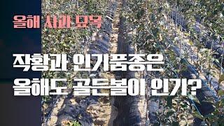 2024년 사과묘목 공급추이는? 올해도 골든볼이 인기?