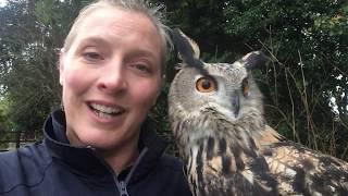 European Eagle Owl on a walk!