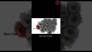 Stem Cells to Tissue Animation video |