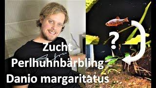 Zucht des Perlhuhnbärblings - Danio margaritatus