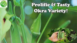 One Okra Variety You Must Grow: For Raised Beds & Containers!