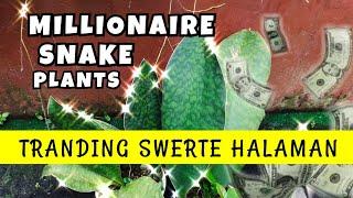 TRENDING LUCKY PLANT TODAY! MILLIONAIRE SNAKE PLANTS | PLANT CARE TIPS