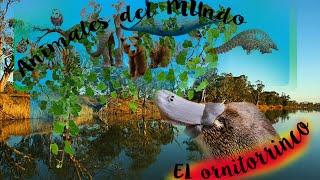 Animales del mundo -El Ornitorrinco-