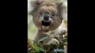 iFunFace Koala Promo