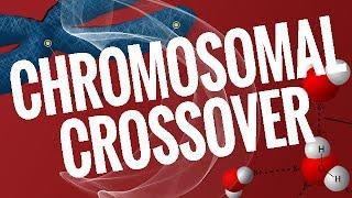 A3Academy: Chromosomal Crossover