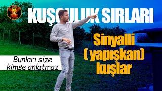 KUŞÇULUK SIRLARI / ALTIN KANATLAR