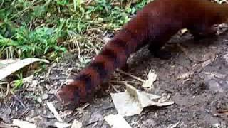 Ring-Tailed Mongoose (Galidia elegans) in Ranomafana National Park, Madagascar