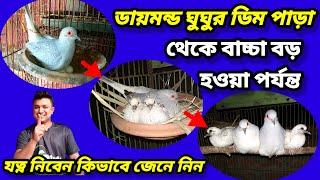 ডায়মন্ড ঘুঘু পাখি || ডিম পাড়া থেকে বাচ্চা বড় হওয়া পর্যন্ত | diamond dove egg || Birds of village