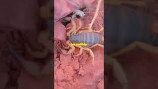 What’s the Most Expensive Liquid?  ||  Scorpion Venom Science Fact  ||  QuickBytes