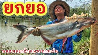 ยกยอ หนองเหมาอ้ายเพรช ►Fishing lifestyle Ep.744