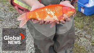 1,700 invasive goldfish culled from BC community pond