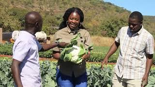 COMMERCIAL  CAULIFLOWER PRODUCTION IN ZIMBABWE