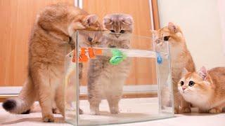 Kittens and Cats learn Сatches FISH.  Too funny |Too cute