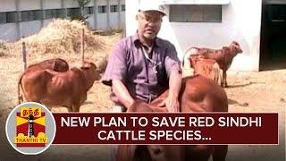 New Plan to Save Red Sindhi Cattle Species - Thanthi TV