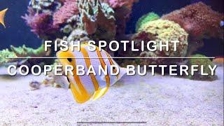 Care guide: copperband butterfly (Chelmon rostratus) #reeftank #fishcare