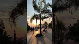 НАБЕРЕЖНАЯ ПЛЯЖА КЛЕОПАТРЫ ПАЛЬМЫ КАЧАЮТСЯ на ВЕТРУ ЗАКАТ в АЛАНИИ PALM TREES SUNSET #shorts