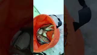#fishing #рыбный #рыболовная #fish #ловим #рыба #рыбалка #зима