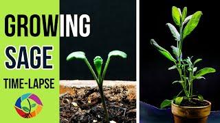 Growing Sage Herb from Seed (30 Days Time Lapse)