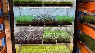 How Does 5 Years Growing Microgreens Feel Like?