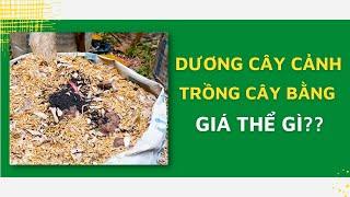 Dương Cây Cảnh trồng cây bằng giá thể gì?? I Dương Cây Cảnh