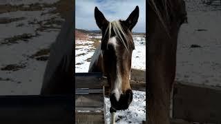 Atta-Kisses take 4#horses #dogs #colorado #pets #shorts #nature